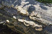 Trametes versicolor image