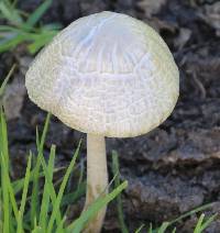 Panaeolus antillarum image