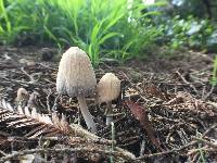 Coprinellus micaceus image