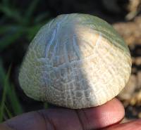 Panaeolus antillarum image