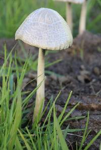 Panaeolus antillarum image