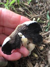 Coprinellus micaceus image