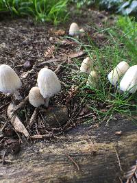 Coprinellus micaceus image