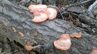 Pycnoporus cinnabarinus image