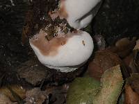 Ganoderma applanatum image