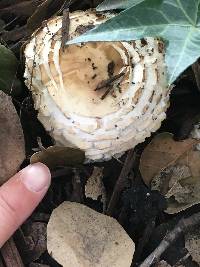 Chlorophyllum brunneum image