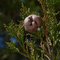 Gymnosporangium juniperi-virginianae image