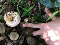 Chlorophyllum brunneum image