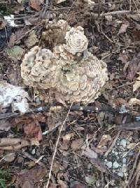 Trametes versicolor image