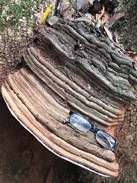 Ganoderma applanatum image