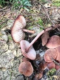 Mycena haematopus image