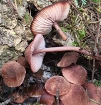 Mycena haematopus image