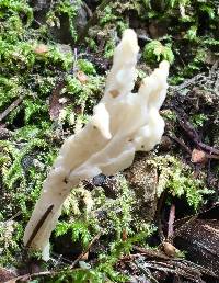 Clavulina rugosa image