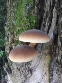 Agrocybe parasitica image