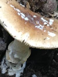 Amanita pantherina image