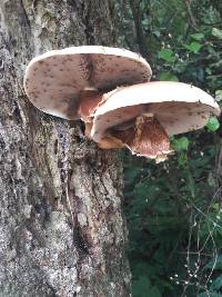 Agrocybe parasitica image