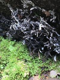 Xylaria hypoxylon image