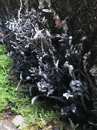 Xylaria hypoxylon image