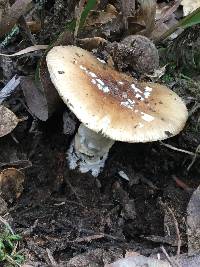 Amanita pantherina image