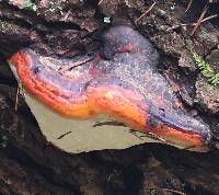 Fomitopsis pinicola image