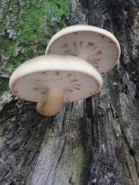 Agrocybe parasitica image