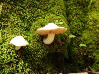 Inocybe insinuata image