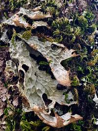 Lobaria pulmonaria image