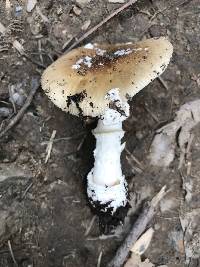 Amanita pantherina image