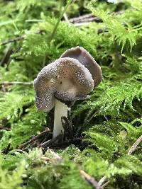 Helvella compressa image