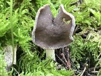 Helvella compressa image