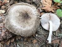 Pluteus exilis image