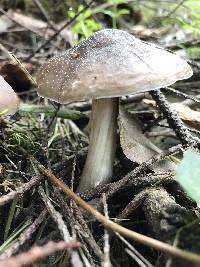 Pluteus exilis image