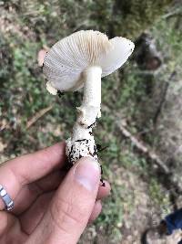 Amanita pantherina image