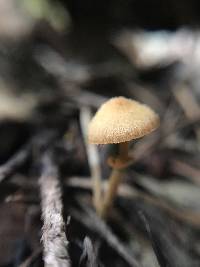 Conocybe rugosa image