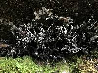 Xylaria hypoxylon image