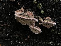 Fomitopsis cajanderi image