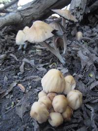 Coprinellus micaceus image