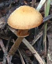 Conocybe rugosa image