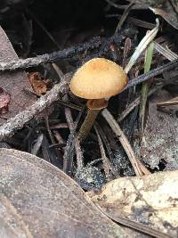 Conocybe rugosa image