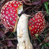 Amanita muscaria image