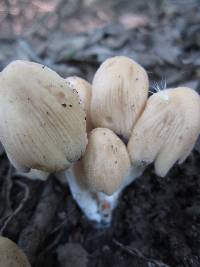 Coprinellus micaceus image