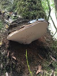 Ganoderma brownii image