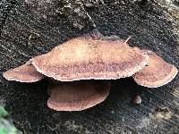 Fomitopsis cajanderi image