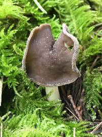 Helvella compressa image