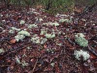 Cladonia portentosa image