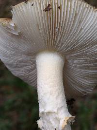 Amanita pantherina image