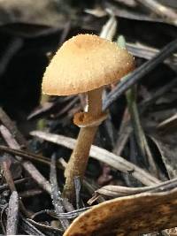 Conocybe rugosa image