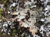 Lobaria pulmonaria image