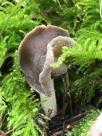 Helvella compressa image