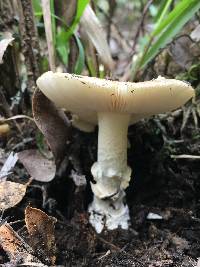 Amanita pantherina image